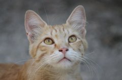 流浪貓可以帶回家養(yǎng)嗎？怎么把流浪貓帶回家養(yǎng)？