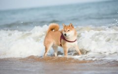 夏季遛狗，要避開這四種不良行為，你別不知道