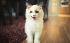 只需看這幾點，就能判斷貓咪熱不熱