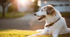 合理喂養寵物狗有技巧，你知道嗎? 華興寵物食品