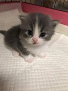 你家的貓咪多大了你知道嗎？