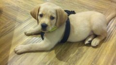 注意！狗狗的這些動作不是撒嬌，而是求助！