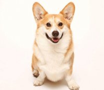 小型犬有非常特殊的需求需要特別照顧,你知道嗎？